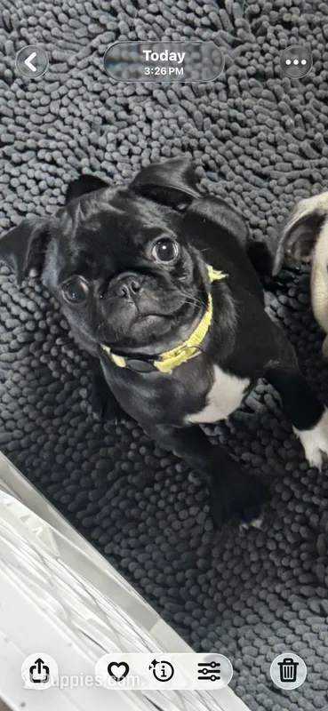 Shadow – Pug puppy for sale in Rolla, MO
