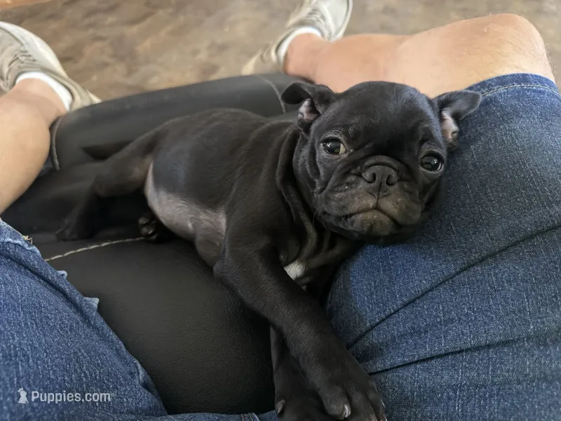Little man – Bugg puppy for sale in Rolla, MO