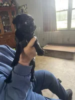 Lulu, a female Pug for sale in Rolla, MO – 1 of 1