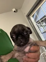 Sissy, a female Pug for sale in Rolla, MO – 2 of 4