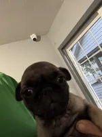 Blue, a male Pug for sale in Rolla, MO – 2 of 3