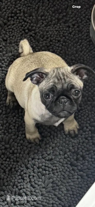 Blue – Pug puppy for sale in Rolla, MO