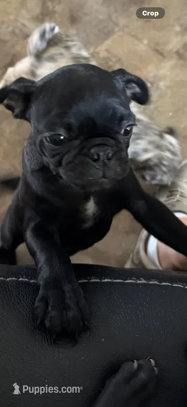 Red – Bugg puppy for sale in Rolla, MO