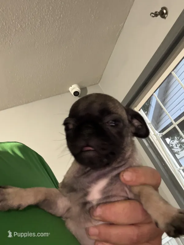 Sissy – Pug puppy for sale in Rolla, MO
