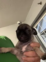 Sissy, a female Pug for sale in Rolla, MO – 1 of 4