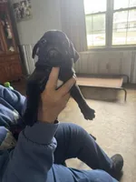 Max, a male Pug for sale in Rolla, MO – 1 of 1