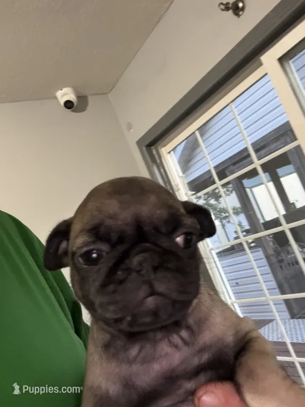 Blue – Pug puppy for sale in Rolla, MO
