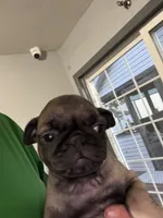 Blue, a male Pug for sale in Rolla, MO – 1 of 3
