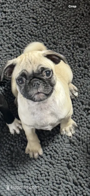 Bruno – Pug puppy for sale in Rolla, MO
