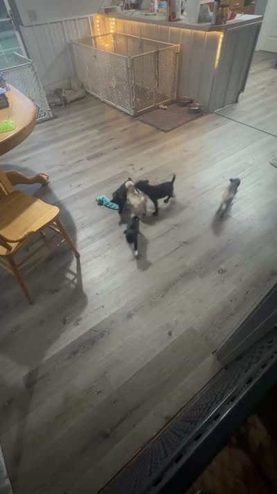 Sissy, a female Pug for sale in Rolla, MO – 4 of 4