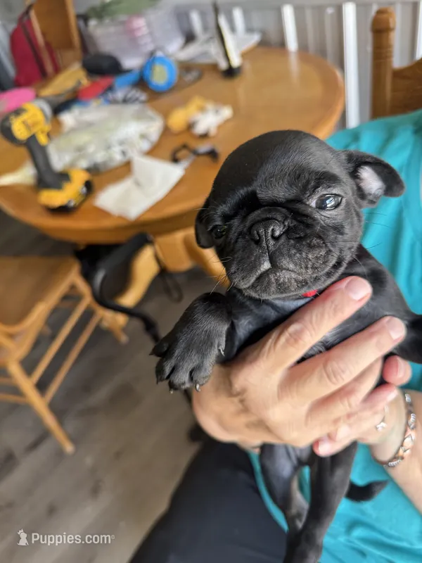 Red – Bugg puppy for sale in Rolla, MO