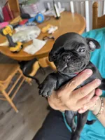 Red, a male Bugg for sale in Rolla, MO – 1 of 1