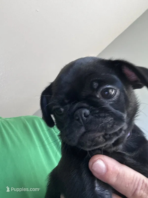 Lulu – Pug puppy for sale in Rolla, MO