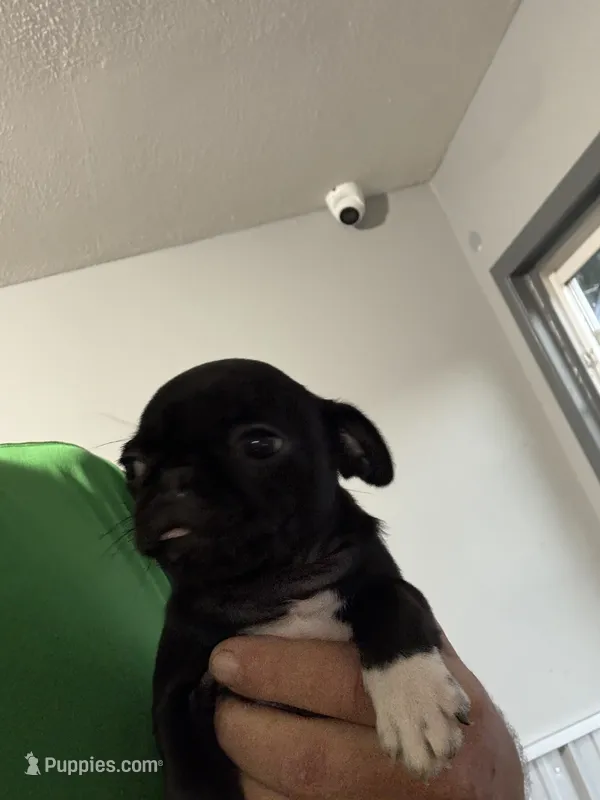 Shadow – Pug puppy for sale in Rolla, MO
