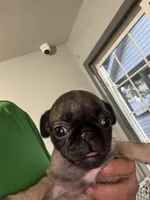 Sissy, a female Pug for sale in Rolla, MO – 3 of 4