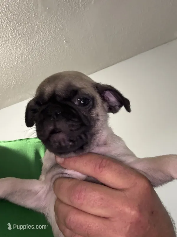 Bruno – Pug puppy for sale in Rolla, MO