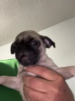 Bruno, a male Pug for sale in Rolla, MO – 1 of 3