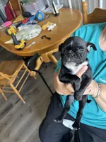 Grey, a female Bugg for sale in Rolla, MO – 1 of 1