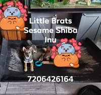 Sesame Goma Fiona, a female Shiba Inu for sale in Colorado Springs, CO – Photo 1 of 7