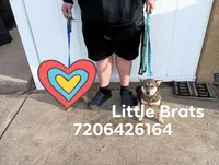 Sesame Goma Fiona, a female Shiba Inu for sale in Colorado Springs, CO – Photo 6 of 7