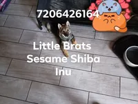 Dark GOMA Sesame, a male Shiba Inu for sale in Colorado Springs, CO – Photo 6 of 10