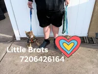 Dark GOMA Sesame, a male Shiba Inu for sale in Colorado Springs, CO – Photo 9 of 10