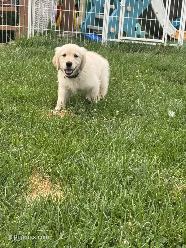 Archie – Golden Retriever puppy for sale in McHenry, IL