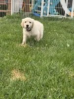 Archie, a male Golden Retriever for sale in McHenry, IL – 1 of 2