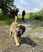 Gemma, a female Belgian Tervuren for sale in Ferrisburgh, VT – 2 of 10