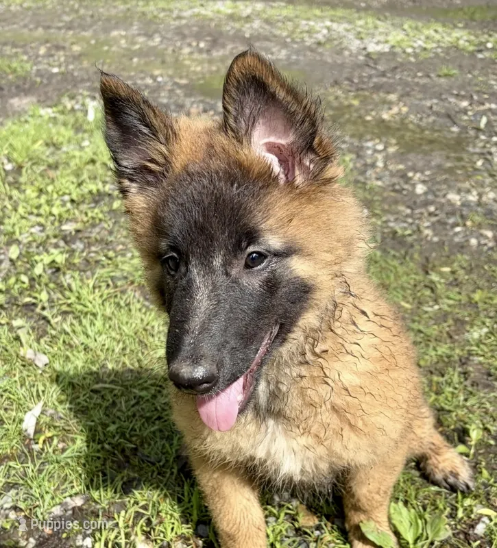 Olive, a female Belgian Tervuren for sale in Ferrisburgh, VT – 1 of 10