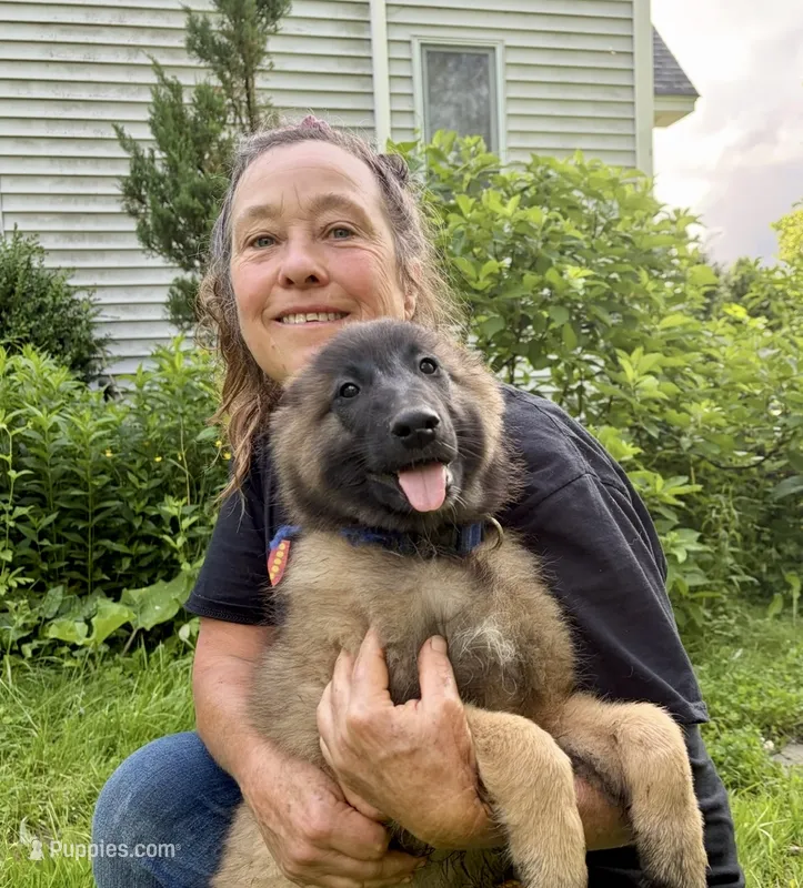 Gemma, a female Belgian Tervuren for sale in Ferrisburgh, VT – 1 of 10