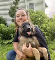 Gemma, a female Belgian Tervuren for sale in Ferrisburgh, VT – 1 of 10