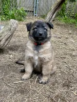 Rosie, a female Belgian Tervuren for sale in Ferrisburgh, VT – 5 of 8