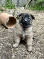 Rosie, a female Belgian Tervuren for sale in Ferrisburgh, VT – 4 of 8