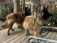Rosie, a female Belgian Tervuren for sale in Ferrisburgh, VT – 7 of 8