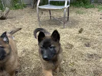 Fern, a female Belgian Tervuren for sale in Ferrisburgh, VT – 2 of 6
