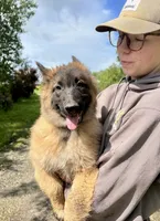 Adelina , a female Belgian Tervuren for sale in Ferrisburgh, VT – 2 of 10