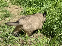 Angel, a female Belgian Tervuren for sale in Ferrisburgh, VT – 6 of 9