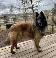 Rosie, a female Belgian Tervuren for sale in Ferrisburgh, VT – 8 of 8