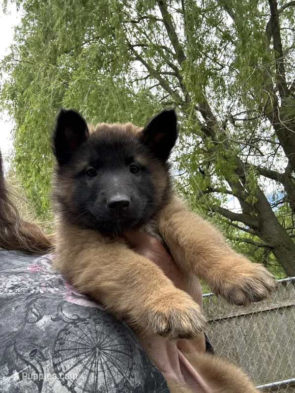 Fern – Belgian Tervuren puppy for sale in Ferrisburgh, VT