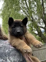Fern, a female Belgian Tervuren for sale in Ferrisburgh, VT – 1 of 6