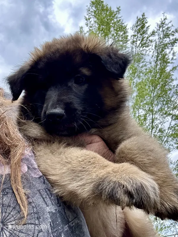 Rosie – Belgian Tervuren puppy for sale in Ferrisburgh, VT