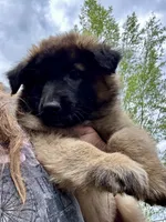 Rosie, a female Belgian Tervuren for sale in Ferrisburgh, VT – 1 of 8