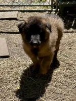 Queenie, a female Belgian Tervuren for sale in Ferrisburgh, VT – 6 of 10