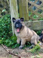 Angel, a female Belgian Tervuren for sale in Ferrisburgh, VT – 3 of 9