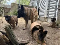 Fern, a female Belgian Tervuren for sale in Ferrisburgh, VT – 6 of 6