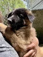 Queenie, a female Belgian Tervuren for sale in Ferrisburgh, VT – 3 of 10