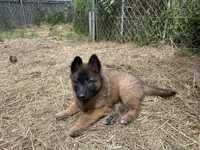 Fern, a female Belgian Tervuren for sale in Ferrisburgh, VT – 3 of 6