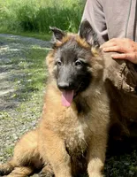 Adelina , a female Belgian Tervuren for sale in Ferrisburgh, VT – 1 of 10