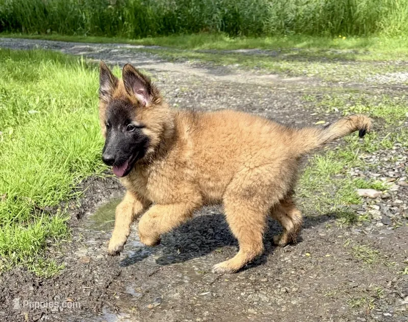 Maggie – Belgian Tervuren puppy for sale in Ferrisburgh, VT